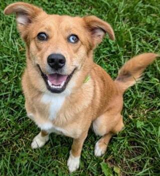 Australian Shepherd and Mixed Breed Dogs Available for Adoption in Akron, Ohio - STRAWBERRY | PetCurious
