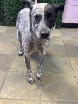 61243023 -  Australian Cattle Dog Blue Heeler and Mixed Breed Dog for Adoption in El Paso, Texas - 61243023 | PetCurious