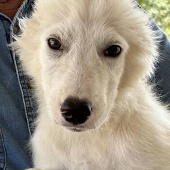 Einstein — A Little Genius Looking for His Forever -  Great Pyrenees and Collie Dog for Adoption in Houston, Texas - Einstein — A Little Genius Looking For His Forever | PetCurious