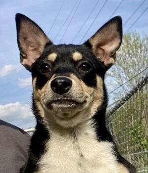 Shepherd Dogs Available for Adoption - Astrid | PetCurious