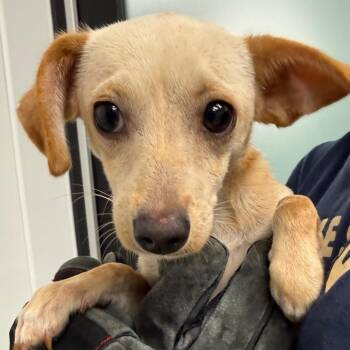 Nocci -  Chihuahua Dog Available for Adoption in Abilene, Texas - Nocci | PetCurious