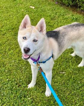 Rocky -  Siberian Husky Dog for Adoption in Novato, California - Rocky | PetCurious