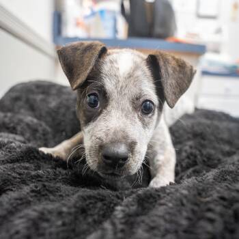 Sheldon -  Australian Cattle Dog Blue Heeler and Mixed Breed Dog for Adoption in Pawling, New York - Sheldon | PetCurious