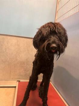 Mixed Breed Dogs Available for Adoption in Jacksonville, Florida - PROHEAT MACARONI | PetCurious