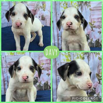 Australian Cattle Dog Blue Heeler Dogs Available for Adoption - Davy | PetCurious