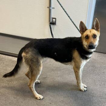110811 -  Mixed Breed Dog for Adoption in Las Cruces, New Mexico - 110811 | PetCurious
