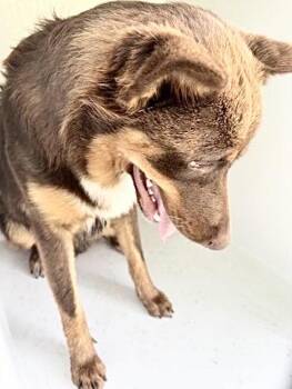 A657343 -  Siberian Husky and Mixed Breed Dog for Adoption in Houston, Texas - A657343 | PetCurious