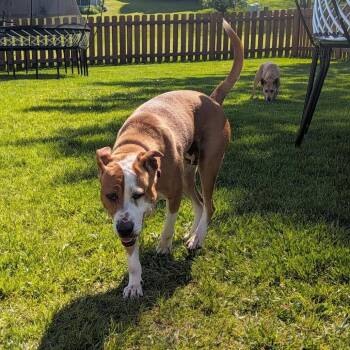 Avalon -  Mixed Breed Dog for Adoption in Madison, Wisconsin - Avalon | PetCurious