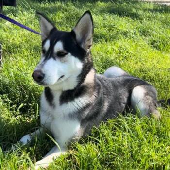 Rescue Husky and Mixed Breed Dogs for Adoption in Brock, Texas - Clue | PetCurious