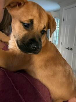 Wasabi -  Pit Bull Terrier Dog for Adoption in Germantown, Ohio - Wasabi | PetCurious