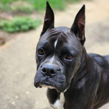 Boxer Dogs Available for Adoption in Montgomery, Alabama - Bogey | PetCurious