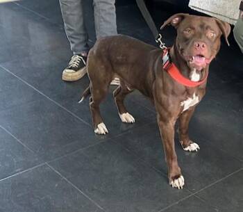 JAIME -  Pit Bull Terrier Dog for Adoption in Santa Monica, California - JAIME | PetCurious