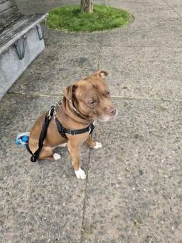 Companion -  Mixed Breed Dog for Adoption in New York, New York - Companion | PetCurious