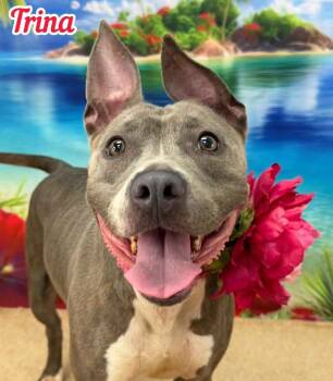 Trina -  Mixed Breed Dog for Adoption in Flint, Michigan - Trina | PetCurious