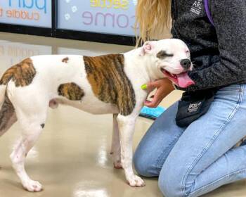 Dwight -  Boxer Dog for Adoption in Des Moines, Iowa - Dwight | PetCurious