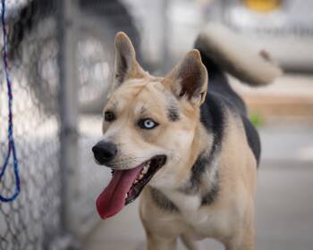 Rescue German Shepherd Dog and Husky Dogs for Adoption in Twentynine Palms, California - Fetti | PetCurious