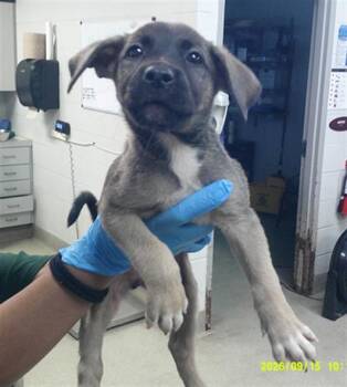 A480707 -  German Shepherd Dog and Labrador Retriever Dog for Adoption in Oklahoma City, Oklahoma - A480707 | PetCurious