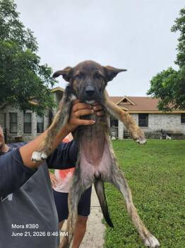 PANCHA -  American Staffordshire Terrier Dog for Adoption in San Antonio, Texas - PANCHA | PetCurious
