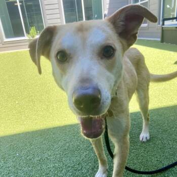 Husky and Labrador Retriever Dogs Available for Adoption in Greensboro, North Carolina - Sherman | PetCurious