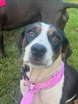 Cookie -  Australian Shepherd and Australian Cattle Dog Blue Heeler Dog for Adoption in Marengo, Illinois - Cookie | PetCurious