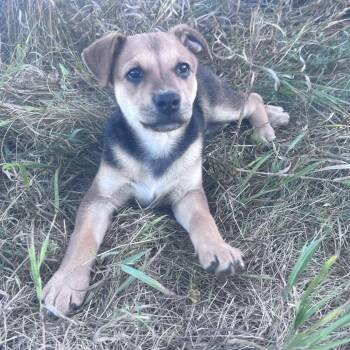 Tilly -  Mixed Breed Dog for Adoption in Bismarck, North Dakota - Tilly | PetCurious