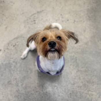 Chanel -  Terrier Dog for Adoption in New Rochelle, New York - Chanel | PetCurious