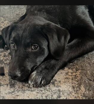 Golden Retriever and Australian Cattle Dog Blue Heeler Dogs Available for Adoption in Philadelphia, Pennsylvania - Callie | PetCurious