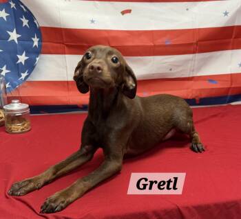 Gretl -  Dachshund and Pit Bull Terrier Dog for Adoption in Urbana, Ohio - Gretl | PetCurious