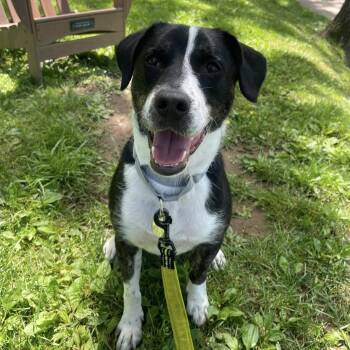 Border Collie Dogs Available for Adoption in Phoenixville, Pennsylvania - Oakley | PetCurious