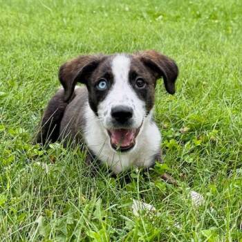 Marble -  Mixed Breed Dog for Adoption in Dayton, Ohio - Marble | PetCurious