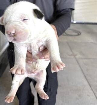 Pit Bull Terrier and Mixed Breed Dogs Available for Adoption in Houston, Texas - A654385 | PetCurious