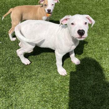D -  Mixed Breed Dog for Adoption in Bedford, New Hampshire - D | PetCurious