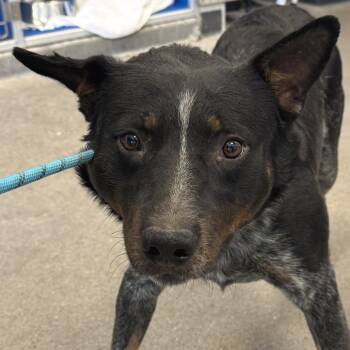 Benjie -  Mixed Breed Dog for Adoption in Las Cruces, New Mexico - Benjie | PetCurious