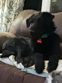 Labrador Retriever and Standard Poodle Dogs Available for Adoption - Laddie D6161 | PetCurious