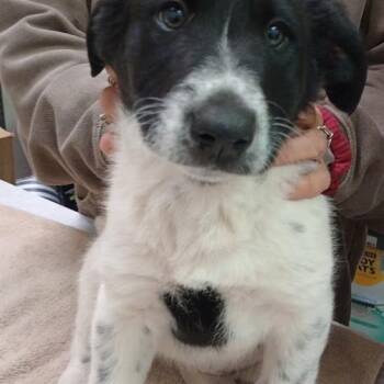 Freckles -  Collie and Newfoundland Dog Dog for Adoption in Grand Rapids, Minnesota - Freckles | PetCurious