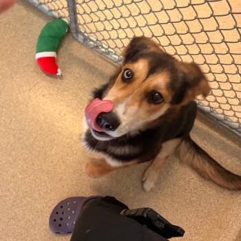Bella -  Shepherd Dog for Adoption in Bristol, Indiana - Bella | PetCurious