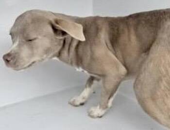 Pit Bull Terrier and Mixed Breed Dogs Available for Adoption in Houston, Texas - A654199 | PetCurious