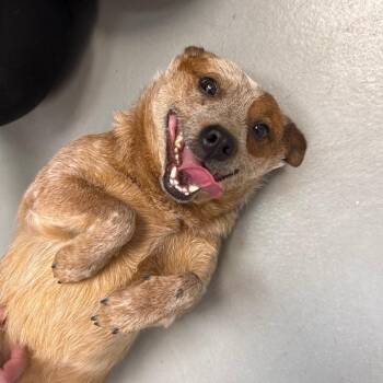 Cattle Dog Dogs Available for Adoption in Troy, Virginia - Esmeralda | PetCurious