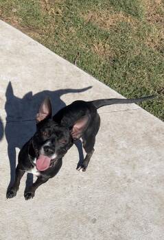 Little Bit -  Terrier Dog for Adoption in Lakeland, Florida - Little Bit | PetCurious