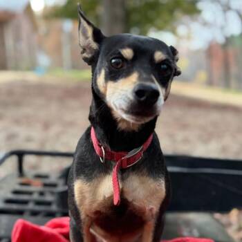 Miniature Pinscher and Mixed Breed Dogs Available for Adoption - Franklin | PetCurious