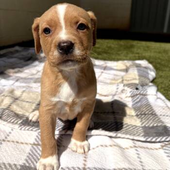 Mixed Breed Dogs Available for Adoption in Loxahatchee Groves, Florida - ALASKA 6228 | PetCurious