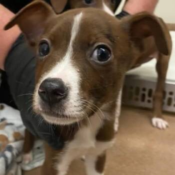 Samuel -  Terrier Dog for Adoption in Portland, Maine - Samuel | PetCurious