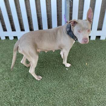 Rescue Pit Bull Terrier and Mixed Breed Dogs for Adoption in Modesto, California - A602984 | PetCurious