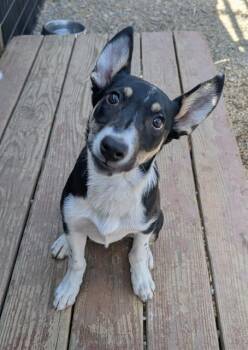 Border Collie and Mixed Breed Dogs Available for Adoption in Frisco, Colorado - CADBURY | PetCurious