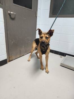 Rescue Shepherd Dogs for Adoption in Lawrenceville, Georgia - Pen 125 | PetCurious