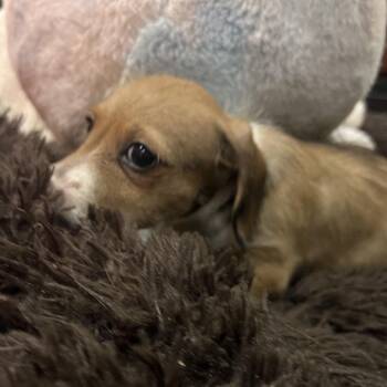 Chihuahua Dogs Available for Adoption - Tri State Pup: Chris | PetCurious