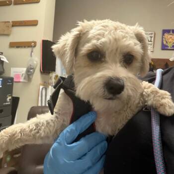Poodle and Maltese Dogs Available for Adoption in Yuma, Arizona - Jumper | PetCurious