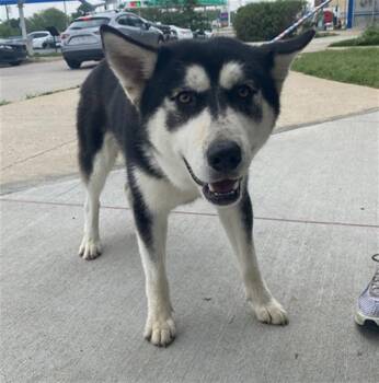 Mixed Breed Dogs Available for Adoption in Dallas, Texas - WINTER | PetCurious