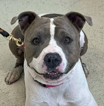 Rescue Pit Bull Terrier Dogs for Adoption in Amery, Wisconsin - Babe | PetCurious