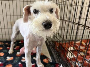 Kiwi -  Schnauzer Dog for Adoption in Canutillo, Texas - Kiwi | PetCurious